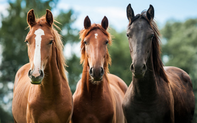 Three horses field grass trees free wallpaper - medium preview image