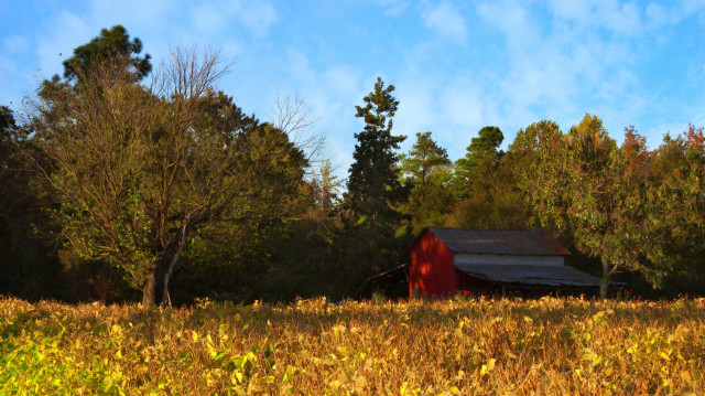 Red barn autumn field trees free wallpaper - medium preview image