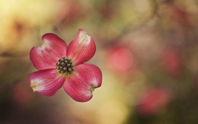 Pink flower green center blurry #5 free wallpaper - medium preview image