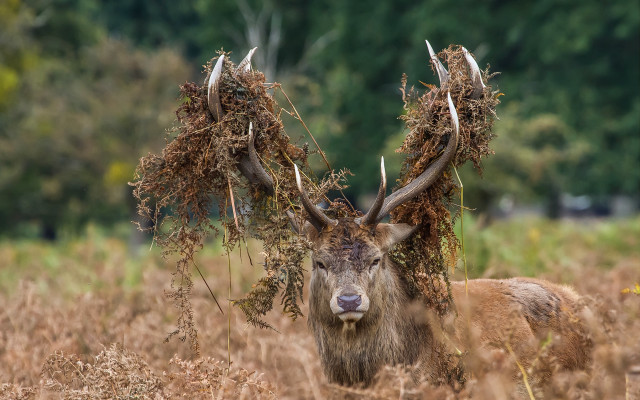 Deer antlers field drygrass trees free wallpaper - medium preview image