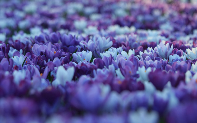 Purple flower field blurry bokeh free wallpaper - medium preview image
