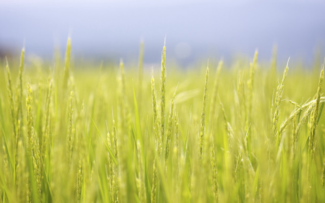 Green grass blue sky clouds #19 free wallpaper for desktop - medium preview image