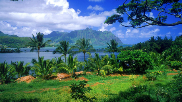 Tropical landscape palm trees lake free wallpaper - medium preview image