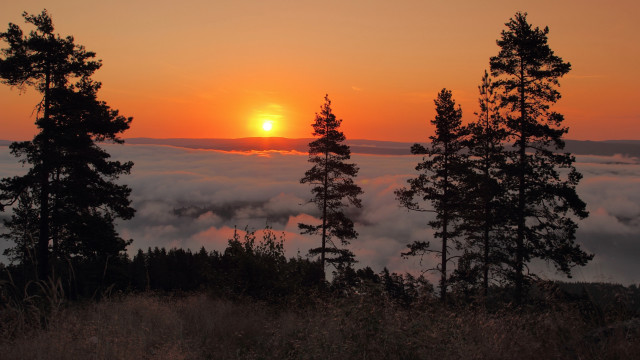 Sunset foggy forest trees clouds #2 free wallpaper - medium preview image