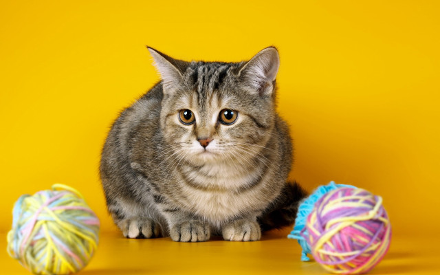 Cat yarn ball table blurry free wallpaper - medium preview image