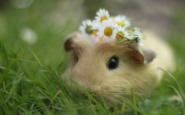 Hamster flower daisies impressionist cute free wallpaper - medium preview image