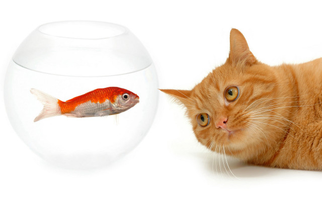 Cat looking fish bowl water #2 free wallpaper - medium preview image