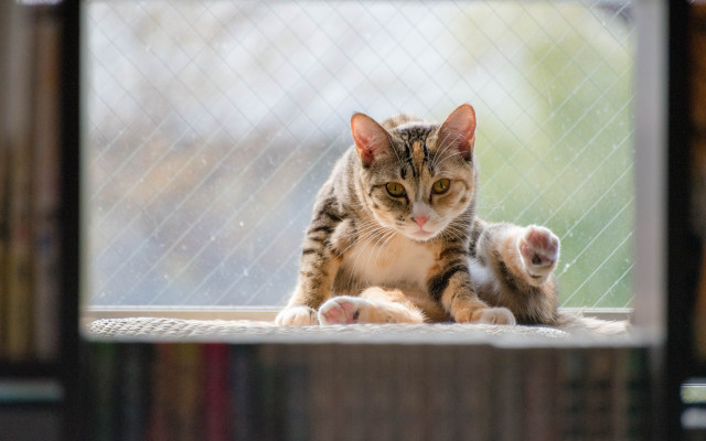 Cat window sill pose blurry free wallpaper - medium preview image