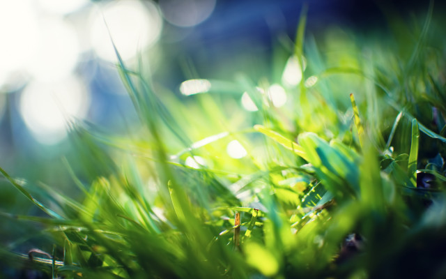 Green grass sunlight macro nature free wallpaper - medium preview image