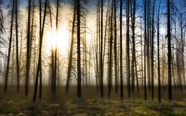 Forest trees sunlight clouds matte free wallpaper - medium preview image