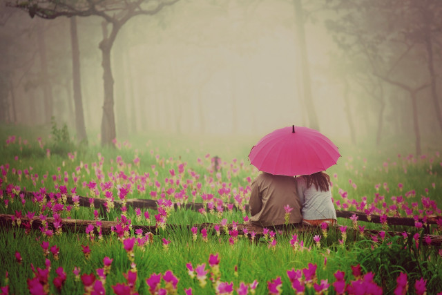 Couple under umbrella flower field free wallpaper - medium preview image