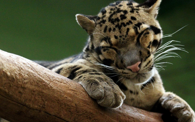Cat branch closed eyes paw free wallpaper - medium preview image