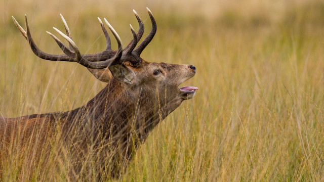 Deer antlers tallgrass tongue out free wallpaper - medium preview image
