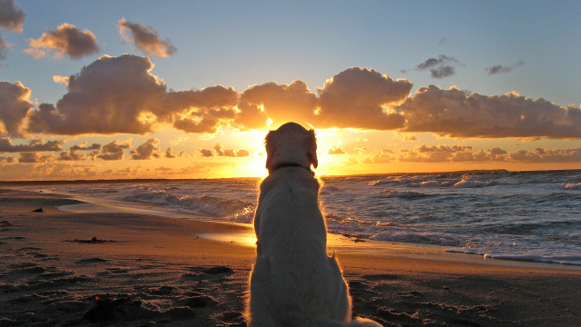 Dog beach sunset ocean clouds #2 free wallpaper for desktop - medium preview image