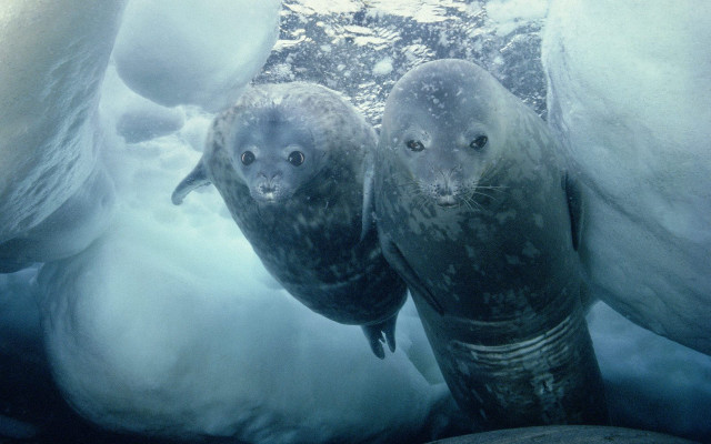 Seals icebergs snow ecological art free wallpaper - medium preview image