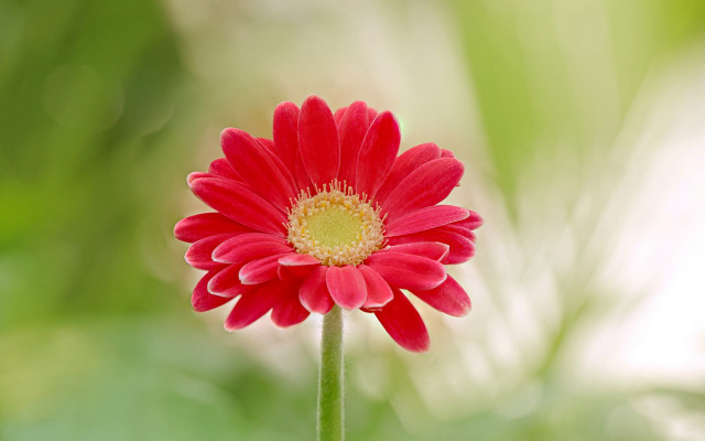 Red flower yellow center green #7 free wallpaper - medium preview image