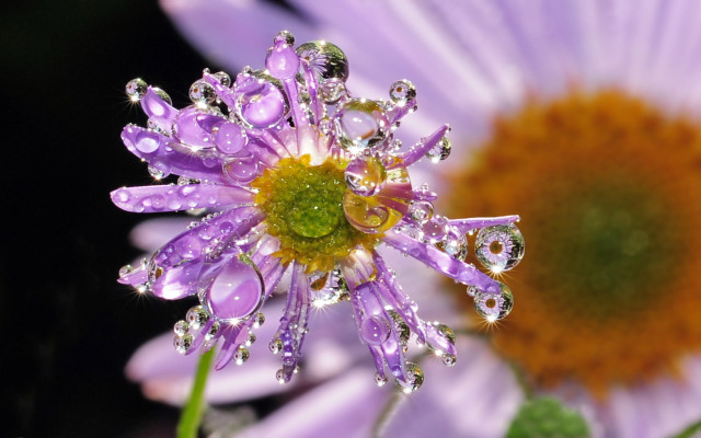 Purple flower water droplets macro #16 free wallpaper - medium preview image