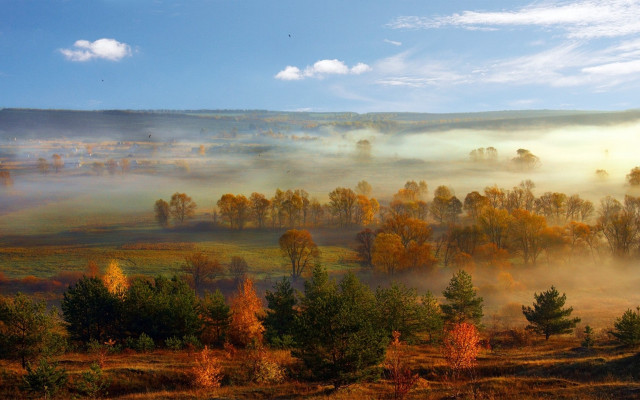 Foggy landscape trees field blue free wallpaper - medium preview image