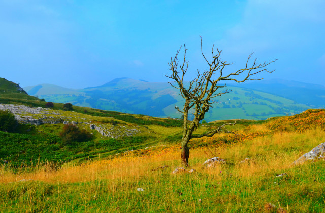 Lone tree grassy field mountains free wallpaper - medium preview image
