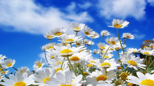 Daisy field blue sky clouds #3 free wallpaper - medium preview image