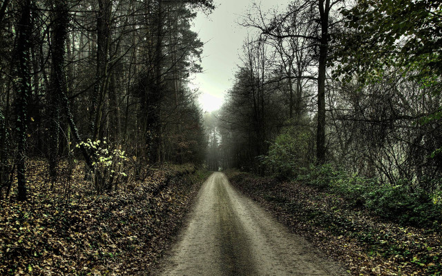 Dirt road forest trees dark free wallpaper - medium preview image