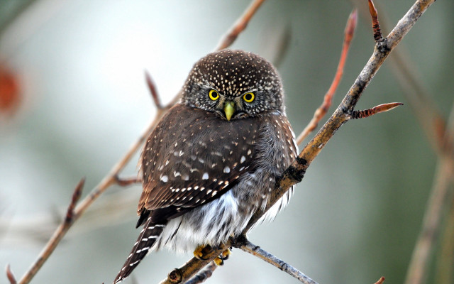Bird yellow eyes branch blurry free wallpaper - medium preview image