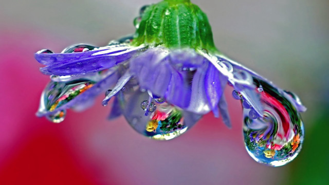 Flower water droplets macro green #2 free wallpaper - medium preview image