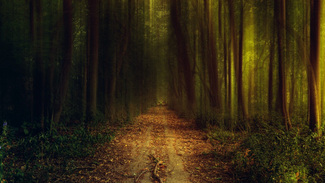 Dirt road forest leaves path free wallpaper - medium preview image