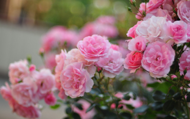 Pink flowers vase outdoor roses free wallpaper - medium preview image