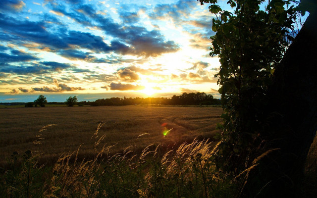 Sunset tree lake clouds horizon free wallpaper - medium preview image
