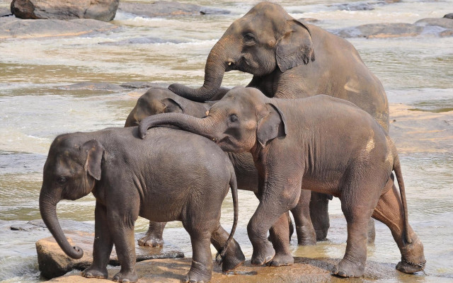 Elephants river rocks water beach free wallpaper - medium preview image