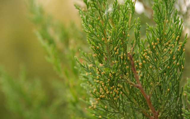 Tree yellow flowers foliage blurry free wallpaper - medium preview image