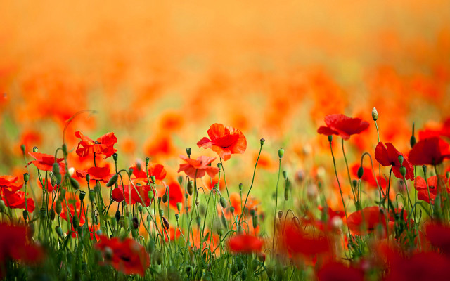 Red flower field autumn fire free wallpaper - medium preview image