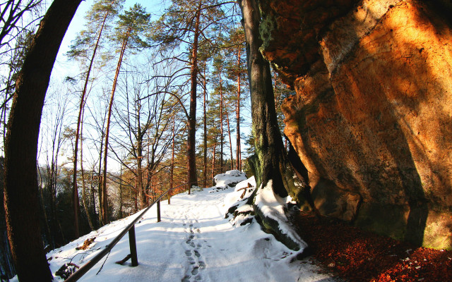 Snowy path forest fence autumn free wallpaper - medium preview image
