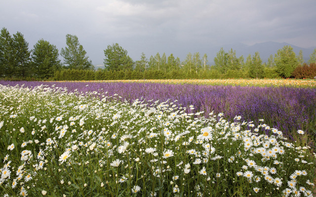 Flower field trees clouds sky free wallpaper - medium preview image