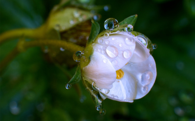 White flower water droplets macro #7 free wallpaper - medium preview image