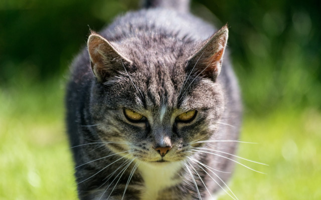 Cat green field sunny motion free wallpaper - medium preview image