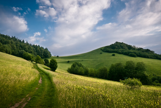 Grassy hill path tree cloudy free wallpaper - medium preview image