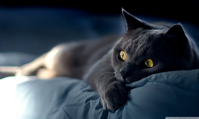 Cat laying bed pillow blanket free wallpaper for desktop - medium preview image