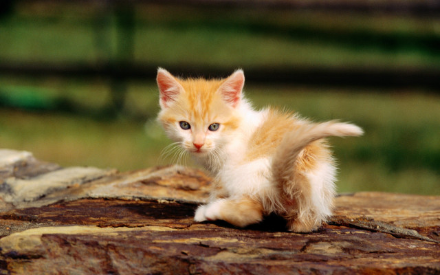 Small kitten tree stump curious free wallpaper - medium preview image