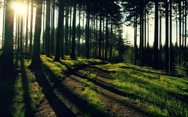 Forest path sunshine grass nature #2 free wallpaper - medium preview image