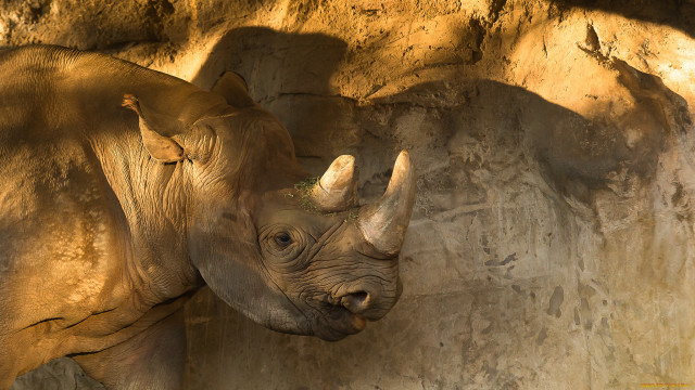 Rhino rockwall trunk openmouth realistic free wallpaper - medium preview image