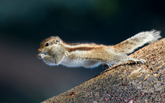 Squirrel standing on branch macro free wallpaper - medium preview image