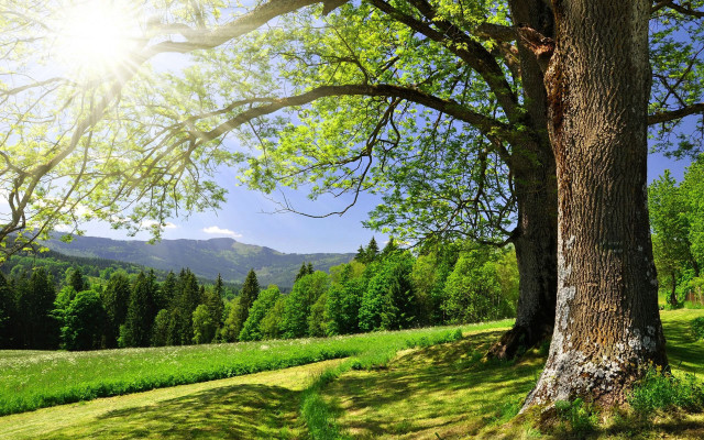 Tree field mountain sunshine bench free wallpaper - medium preview image