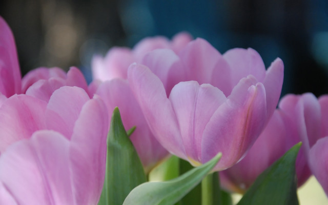 Pink flower hydrangea lily lotus free wallpaper - medium preview image