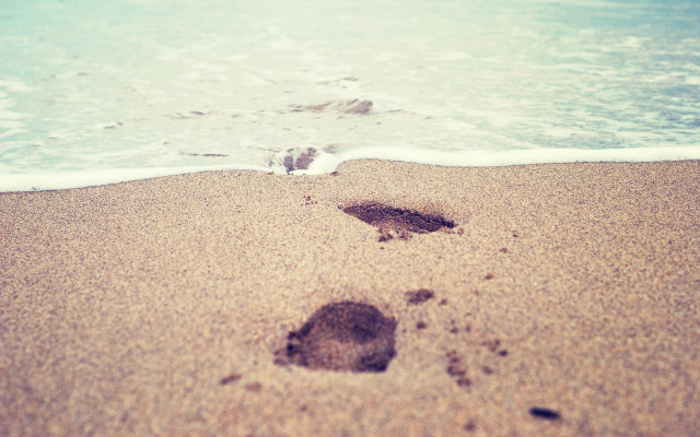 Footprints beach ocean waves bird #2 free wallpaper - medium preview image