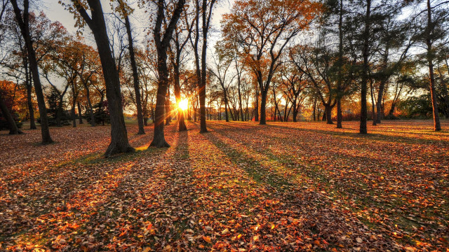 Sunset forest leaves trees autumn free wallpaper - medium preview image