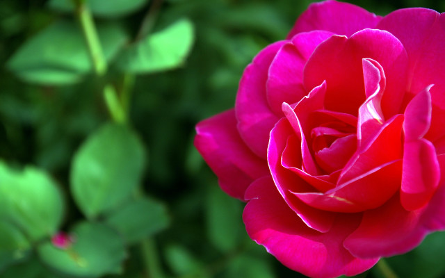 Pink rose green leaves bokeh #5 free wallpaper - medium preview image