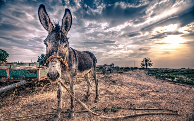 Donkey dirt road clouds sky free wallpaper - medium preview image