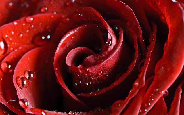 Red rose water droplets macro #59 free wallpaper - medium preview image